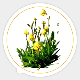 Flower Series  - Iris with transparent background Sticker
